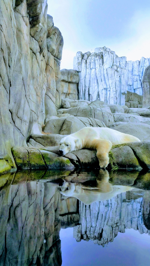 Relaxen im Eismeerpanorama  vom Hagenbecker Zoo