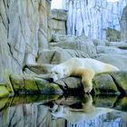 Relaxen im Eismeerpanorama  vom Hagenbecker Zoo