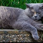 Relaxen im Garten