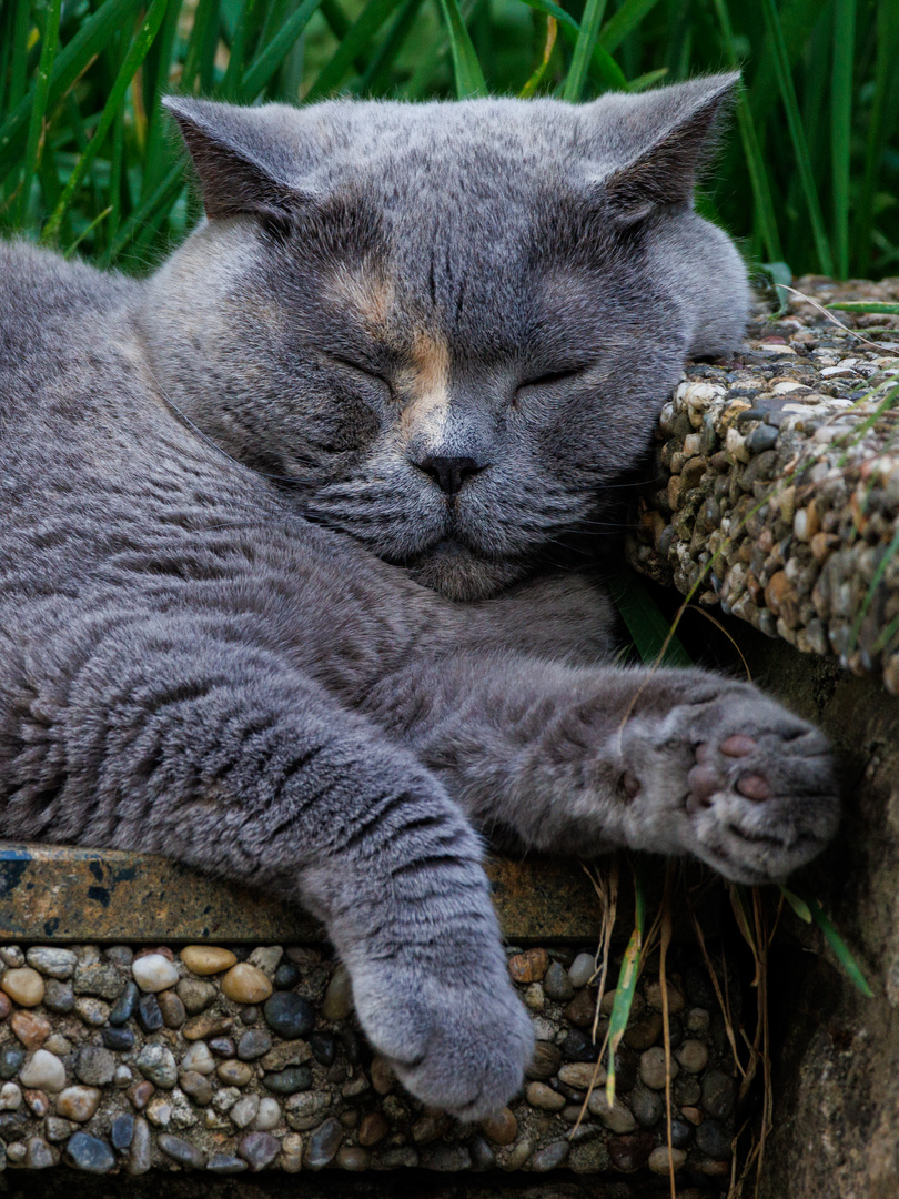 Relaxen im Garten