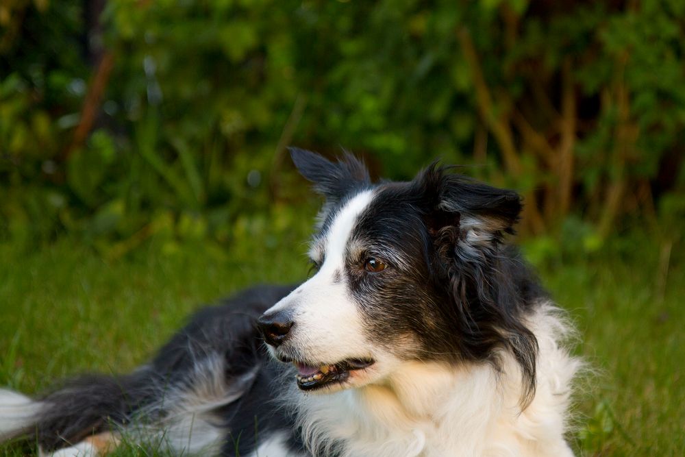 Relaxen im Garten