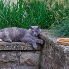 Relaxen im Garten