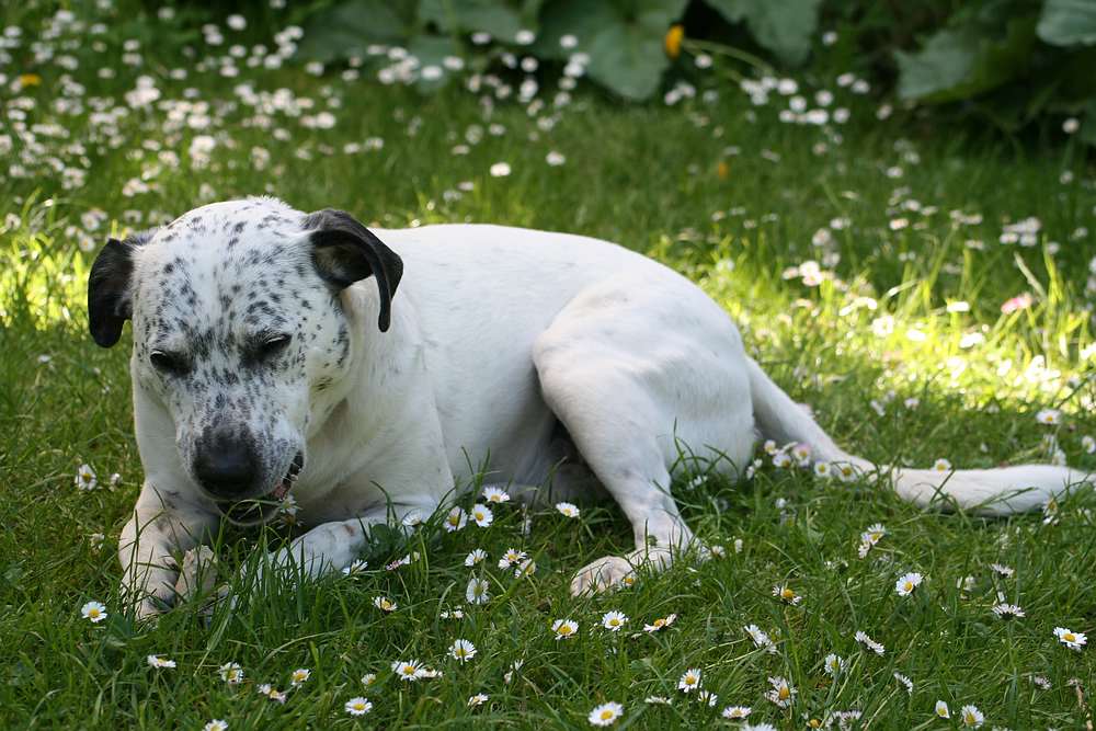 Relaxen im Garten