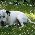 Relaxen im Garten