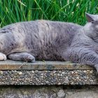 Relaxen im Garten