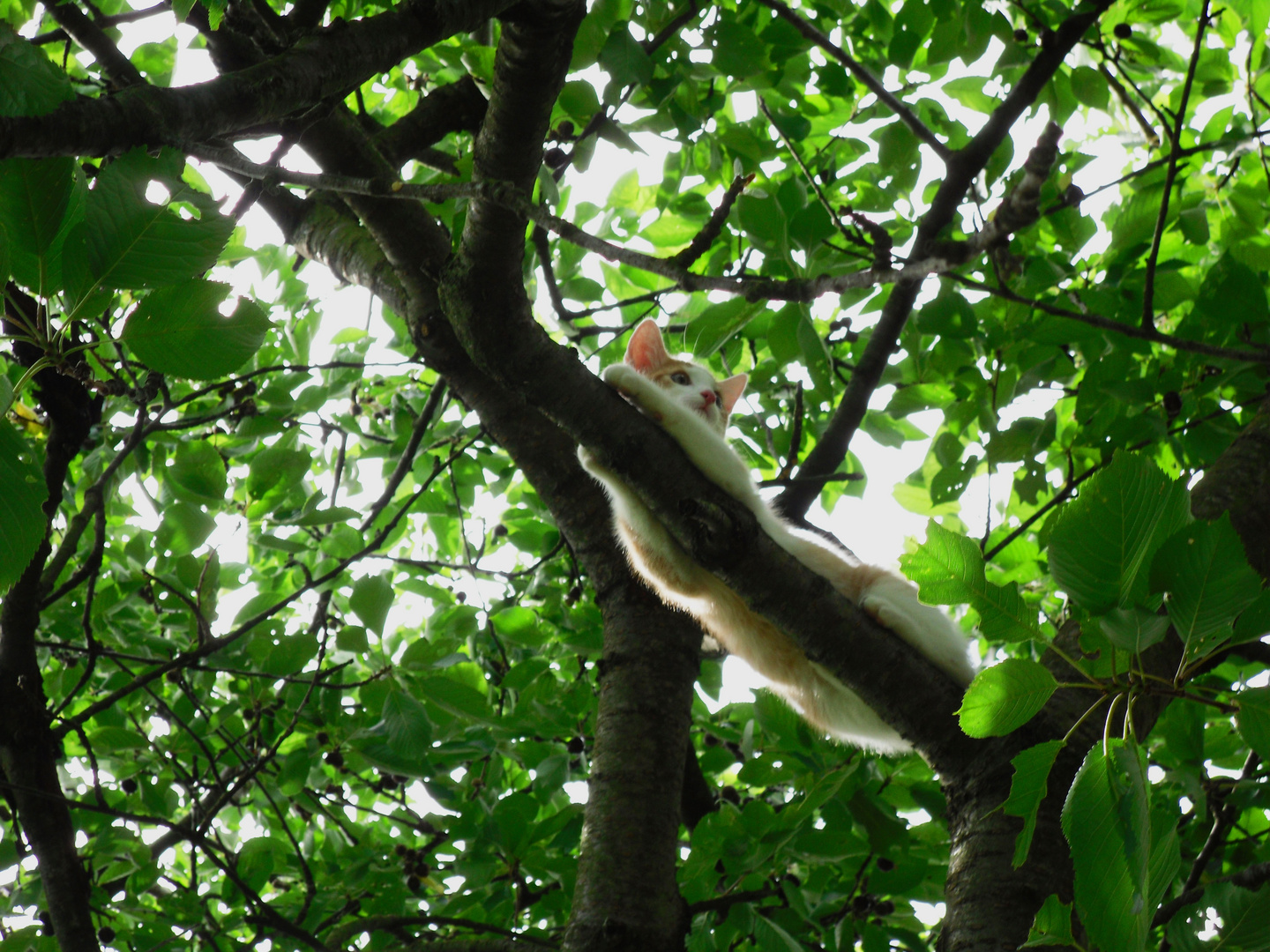 Relaxen im Kirschbaum