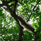 Relaxen im Kirschbaum