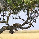 Relaxen im Leberwurstbaum