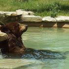 Relaxen im Pool