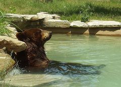 Relaxen im Pool