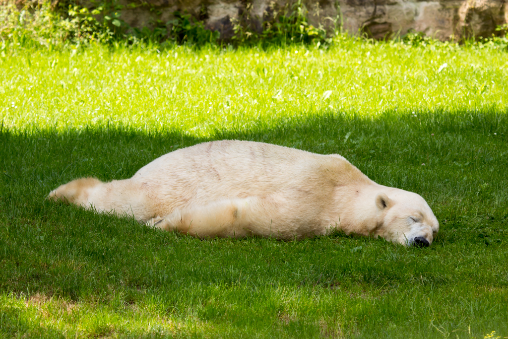 Relaxen im Tiergarten Nürnberg