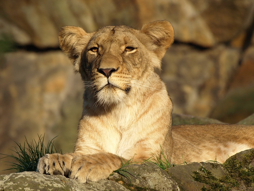 Relaxen in der Abendsonne