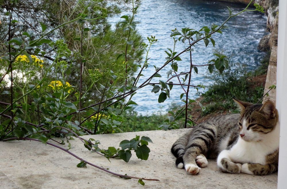 Relaxen in der Cala Figuera