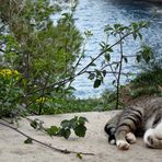 Relaxen in der Cala Figuera