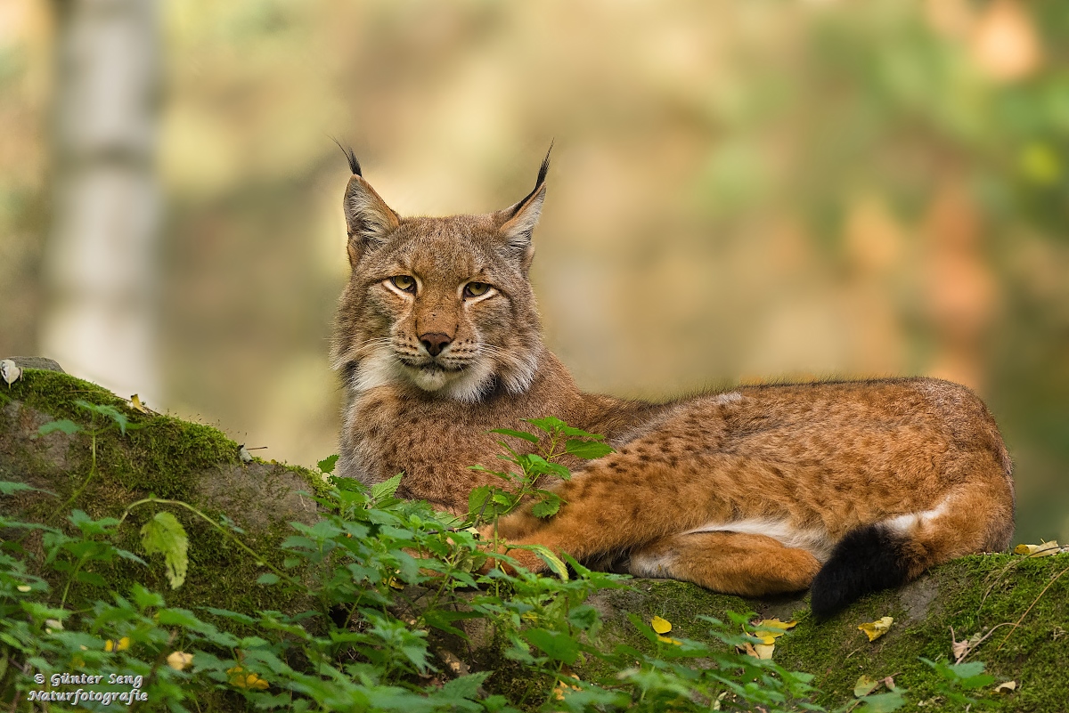 Relaxen in der Mittagssonne