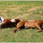 Relaxen in der Sonne