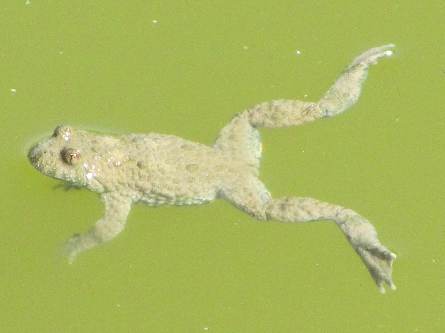 Relaxen in heißer Pfingstsonne 2014