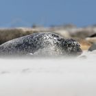 Relaxen - Kegelrobbe bei Sandsturm auf der Düne 