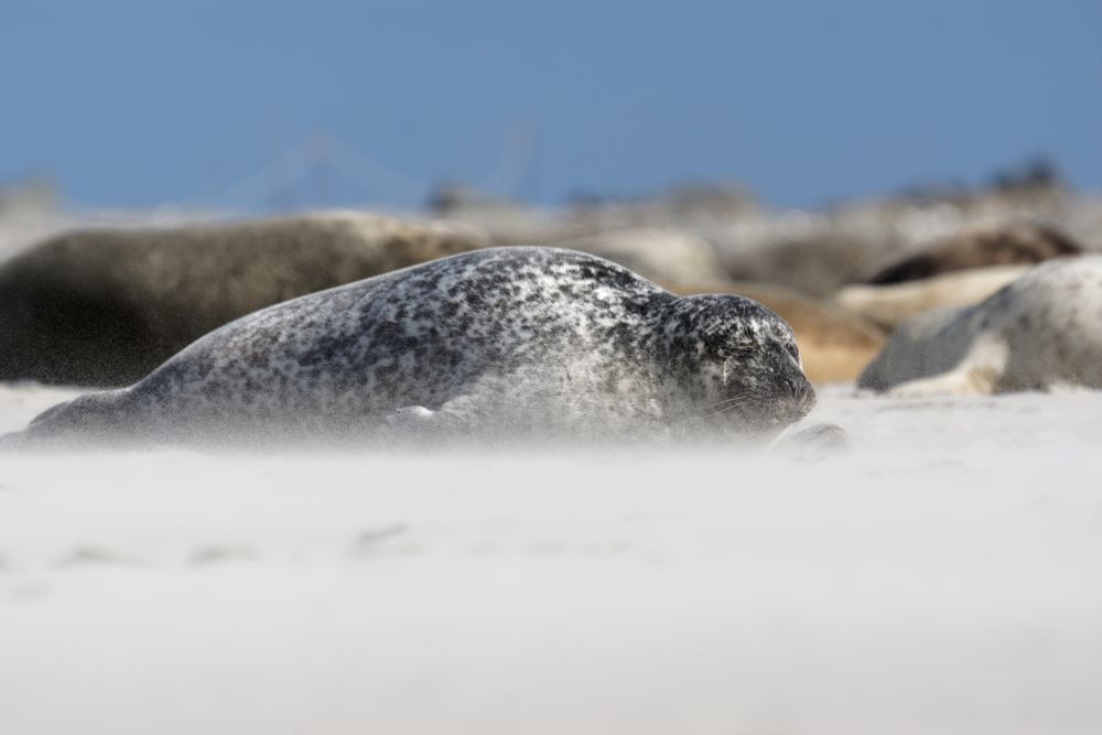 Relaxen - Kegelrobbe bei Sandsturm auf der Düne 