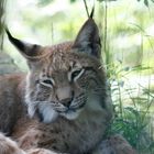 Relaxender Luchs