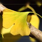 relaxendes Ginkgoblatt in den Sonnenstrahlen des Novembers