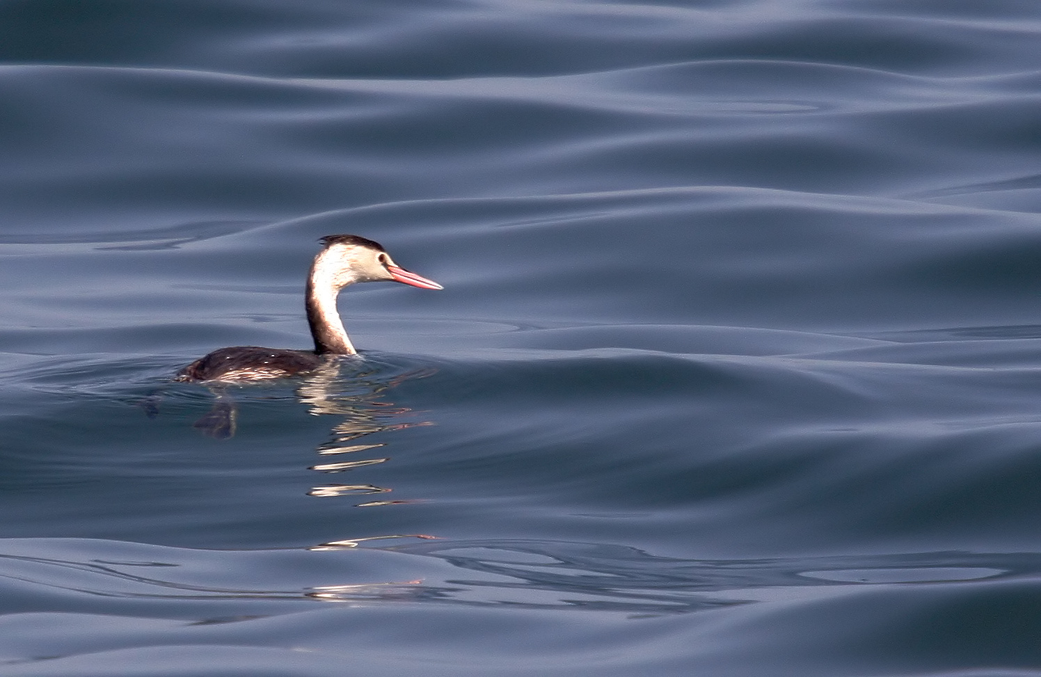 Relax,,,......................great crested grebe