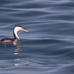 Relax,,,......................great crested grebe