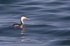 Relax,,,......................great crested grebe von Yasser Metwally