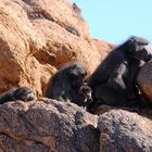 Relaxing Baboon Family