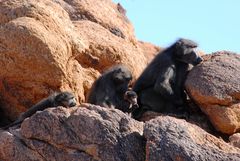 Relaxing Baboon Family