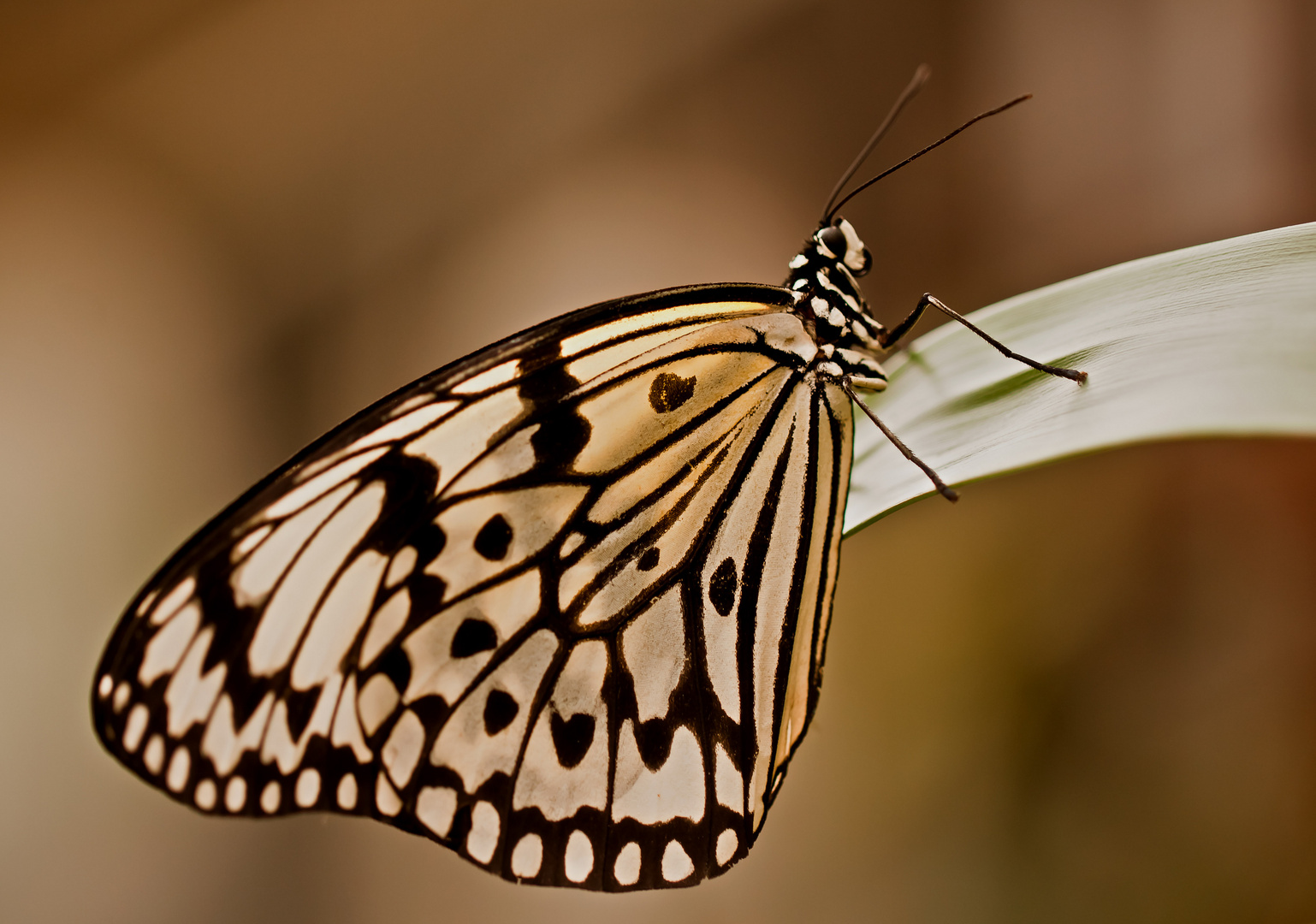 Relaxing Butterfly