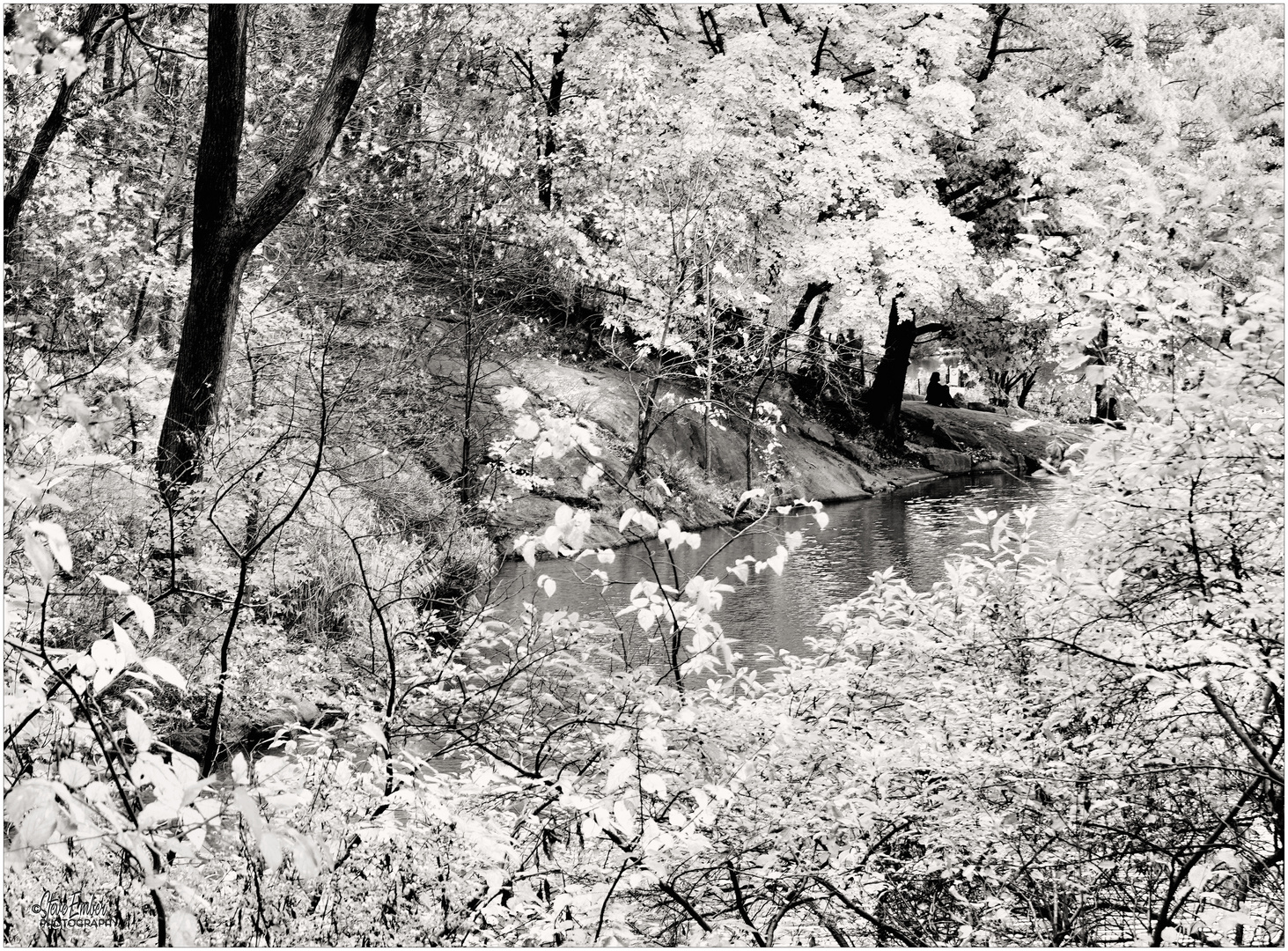 Relaxing by the Lake - A Central Park Impression