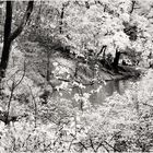 Relaxing by the Lake - A Central Park Impression