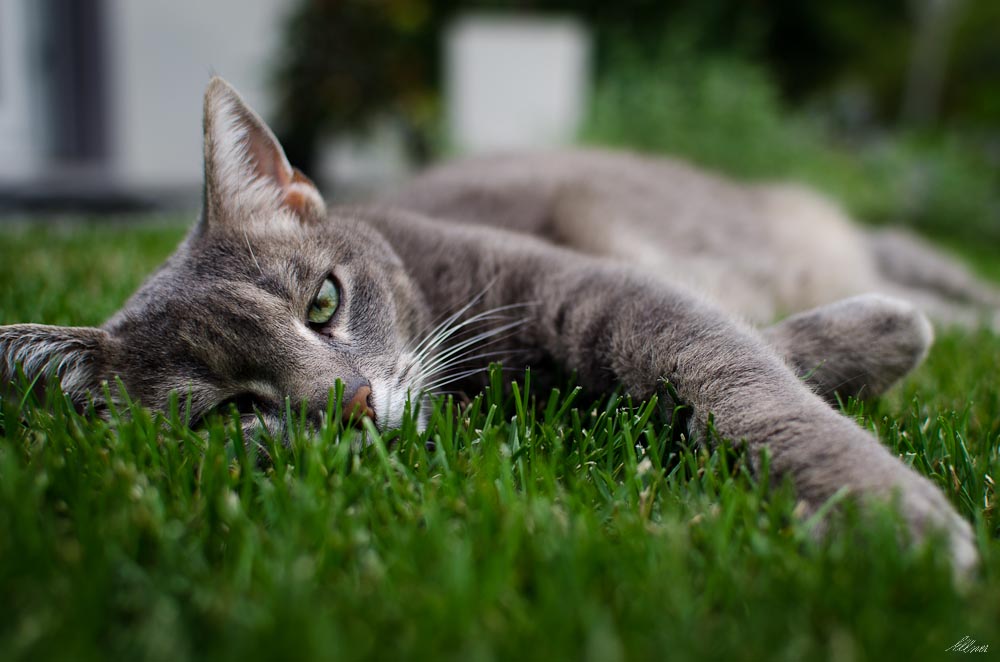 Relaxing Cat