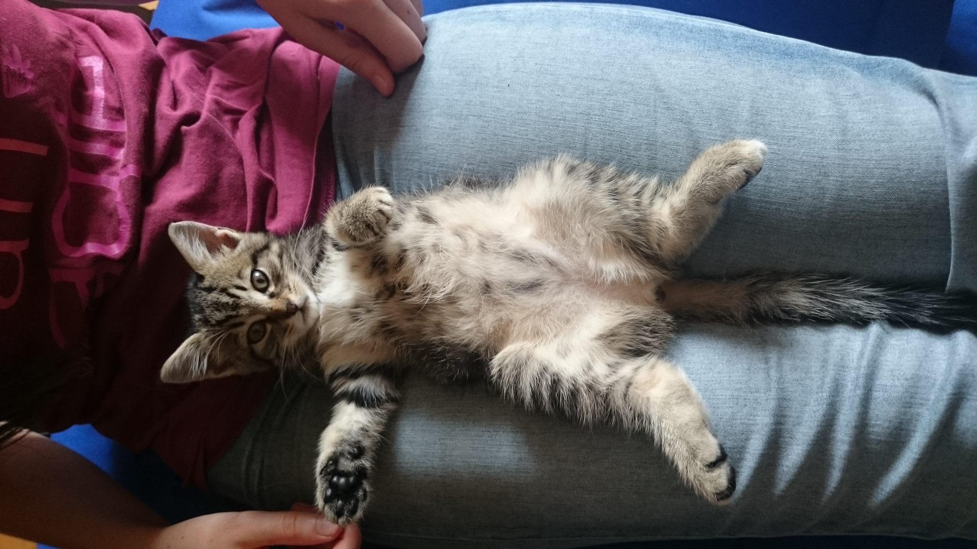 relaxing cat Foto & Bild tiere, haustiere, katzen Bilder auf