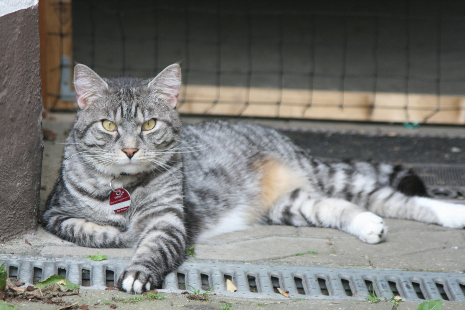 Relaxing Cat Tenchi