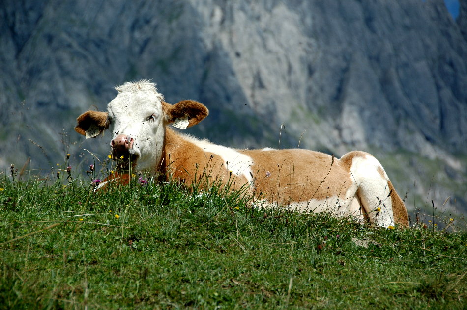 relaxing cow