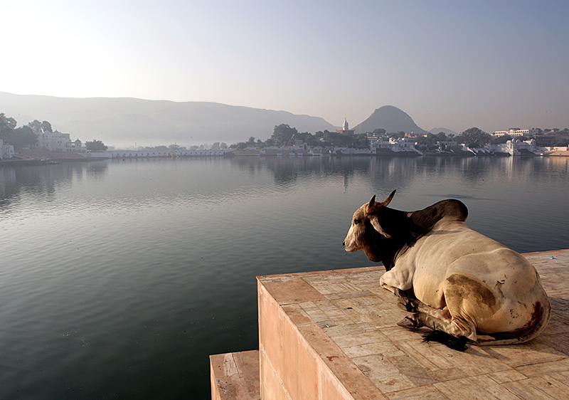 relaxing cow