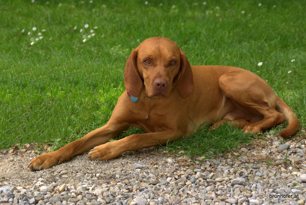 relaxing dog