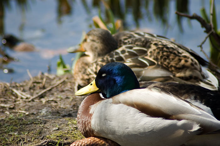 Relaxing Duck