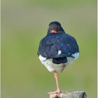 Relaxing Eurasian Oystercatcher . . . oder . . .