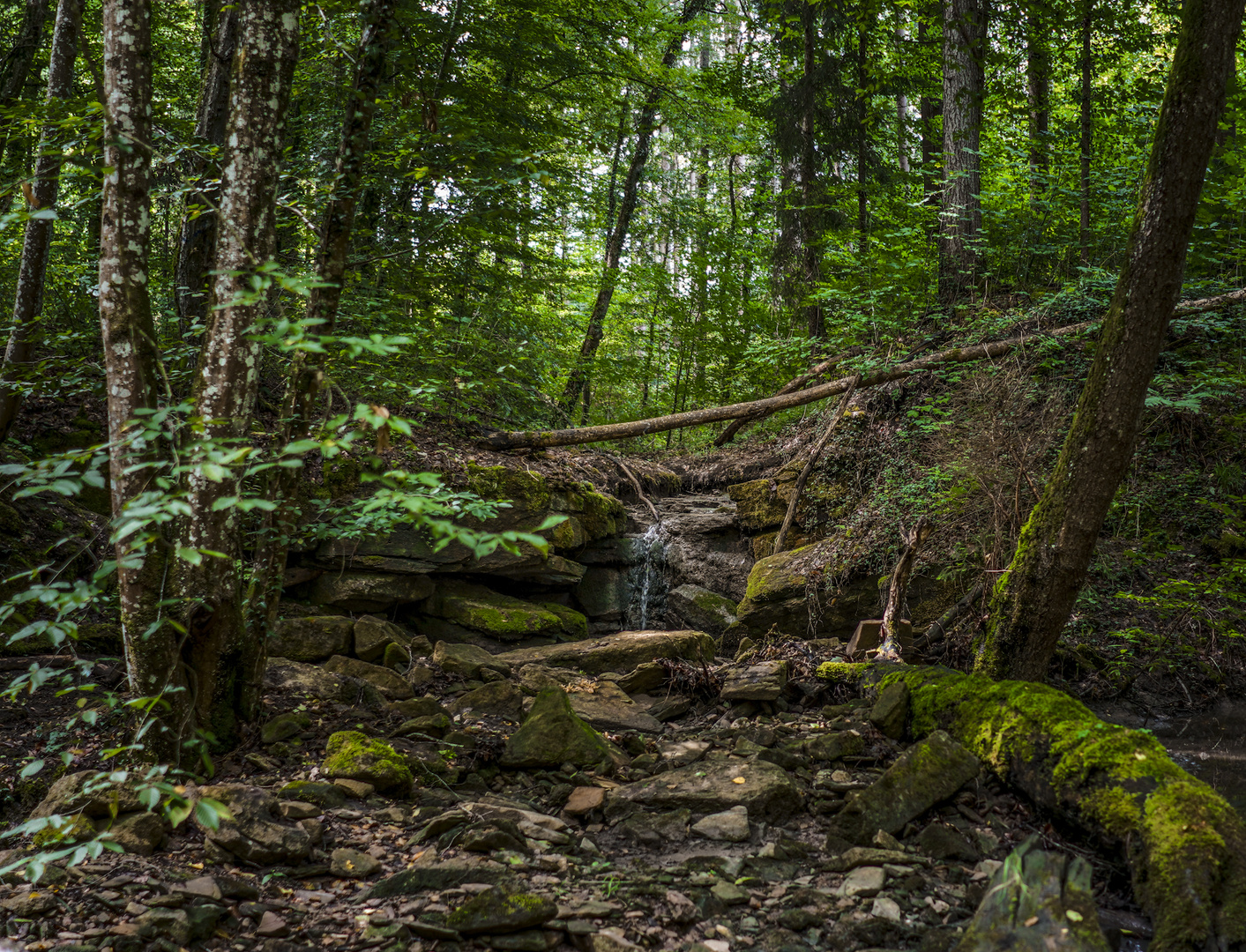 Relaxing forest scene 