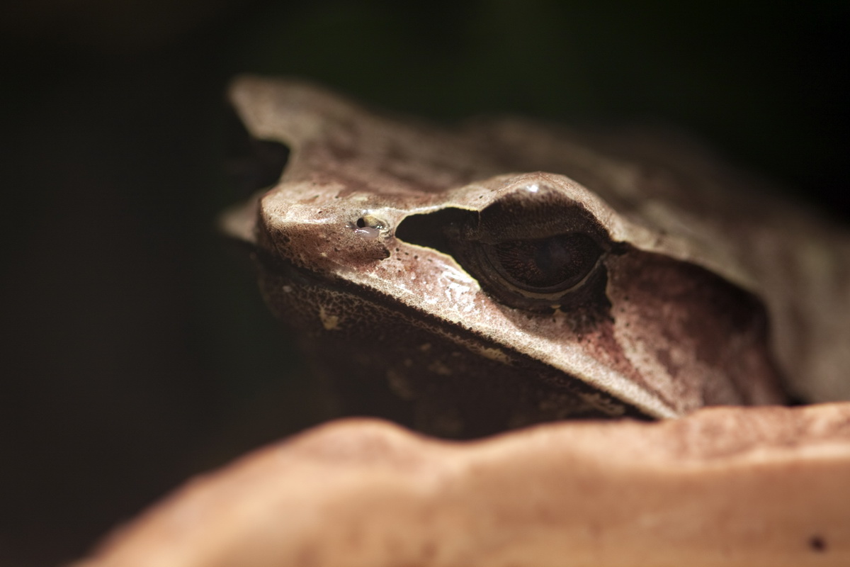 Relaxing Frog