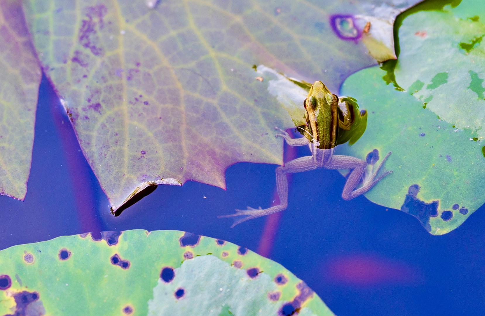 …. relaxing frog