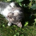 Relaxing Gray Cat