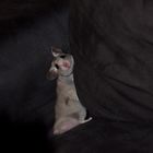 Relaxing hamster