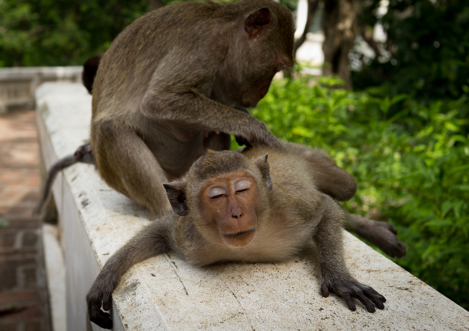 Relaxing in Monkey Style