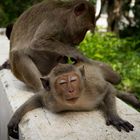 Relaxing in Monkey Style