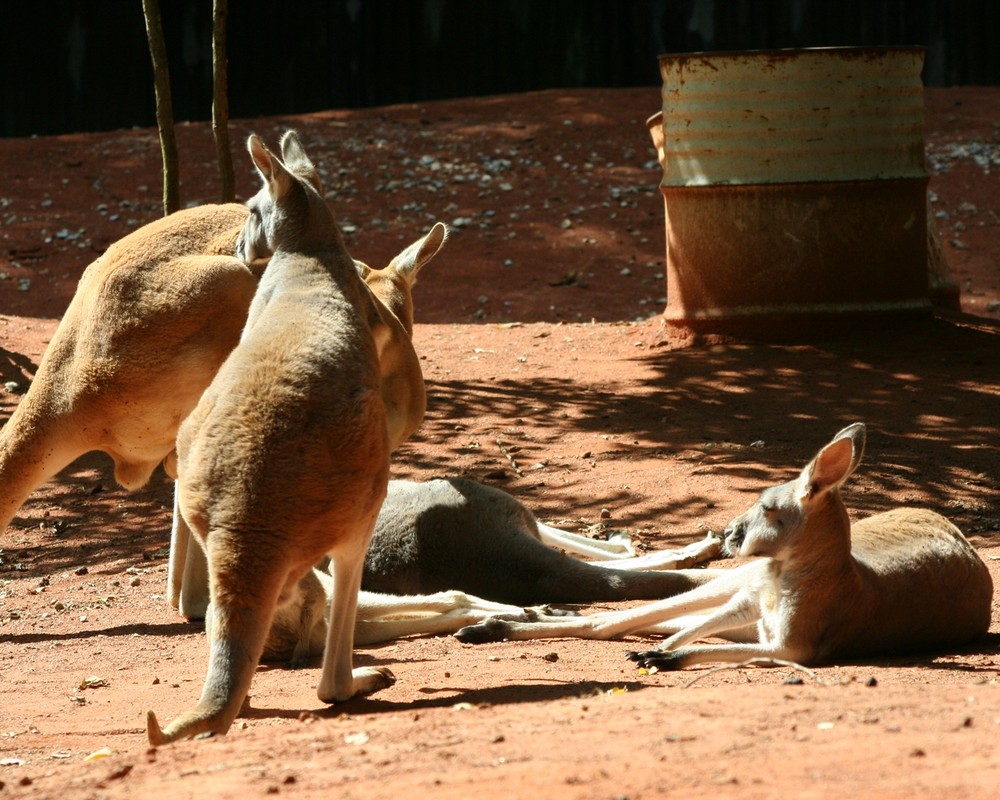 Relaxing Kangaroos