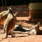 Relaxing Kangaroos